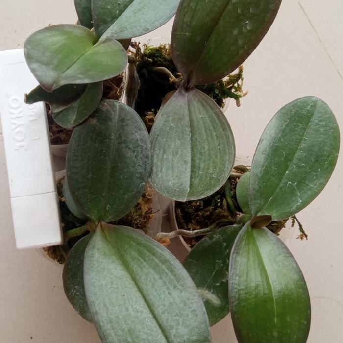 paket anggrek murah 10 Seedling anggrek bulan