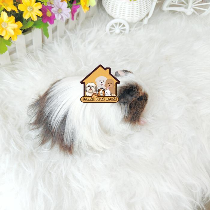Terlariss guinea pig silkie Guineapig marmut cavy cavi sheltie tikus belanda gp