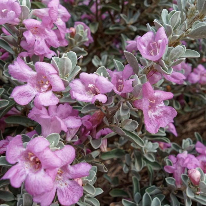 Raflezia Tanaman Bunga Texas Ranger / Texas Sage