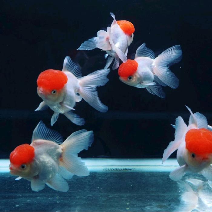 Ikan Mas Koki Oranda Red Cup Import Jumbo #Gratisongkir