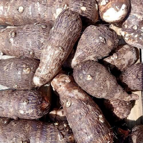 TERLARIS Umbi talas ungu /talas kimpul pilihan berkualitas 1kg ready Ubi