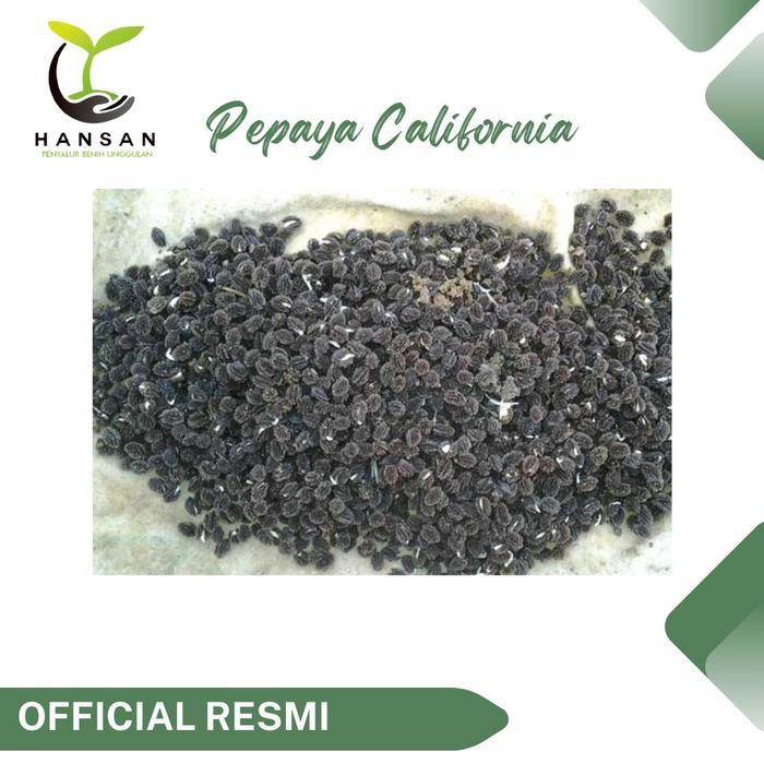 HANSAN Benih Pepaya California F1 Calina IPB - Bibit Buah Kalifornia Unggul Varietas Unggul IPB