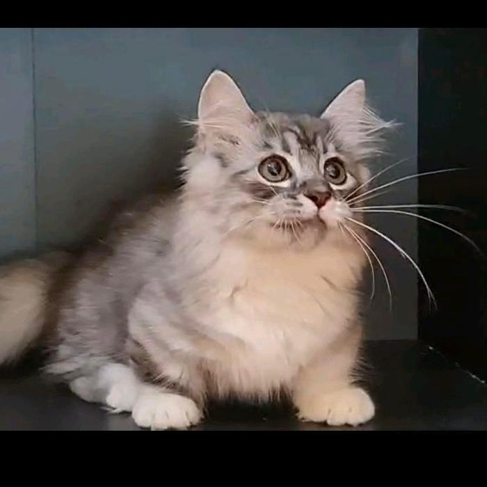 Ready SJ KITTEN MUNCHKIN KAKI PENDEK CEBOL LUCU IMUT ANAKAN KUCING KAKI PENDEK