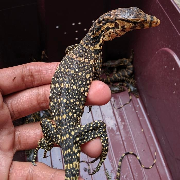 Ready SJ biawak/salva sumbawa baby