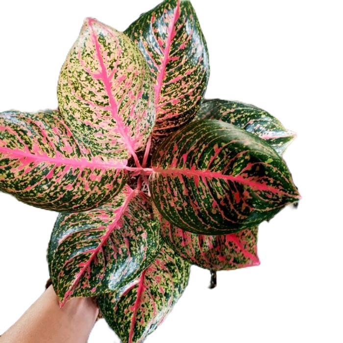 aglonema tiara lokal - tanamanhias aglonema tiara - tanaman aglonema Daun