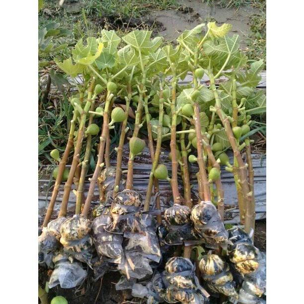 ID FRESH CANGKOK BIBIT BUAH TIN BERBUAH SEGAR BERBAGAI VARIAN