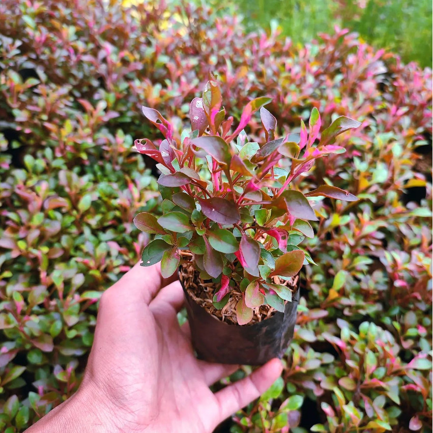 Krokot Merah Jakarta Super Cantik