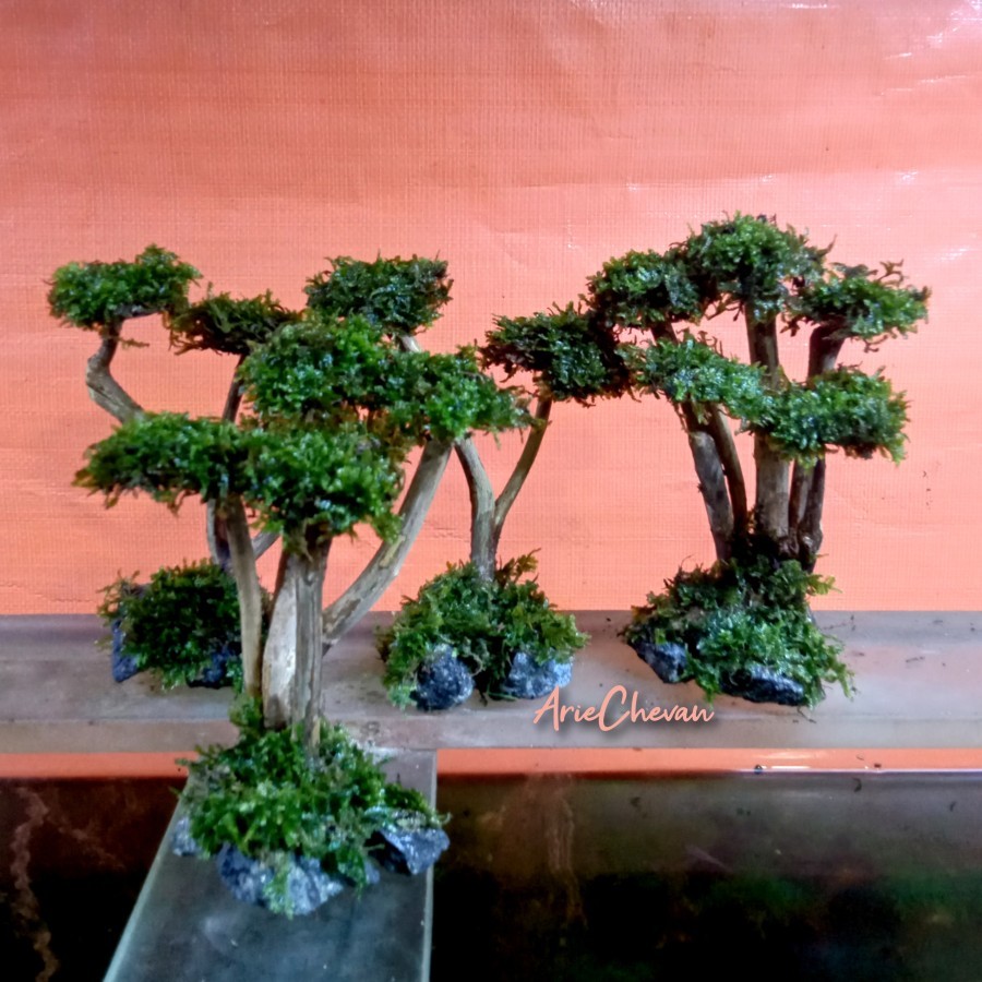 pohon bonsai model akar super mini hiasan aquascape aquarium bonus moss