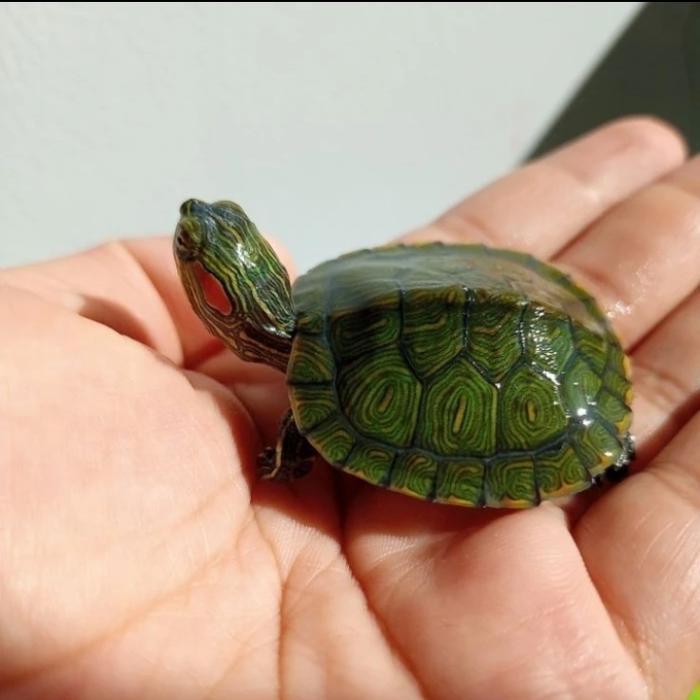 REDAY Terlaris Baby Kura-kura Brazil Size - Baby Kura-kura Promo Murah