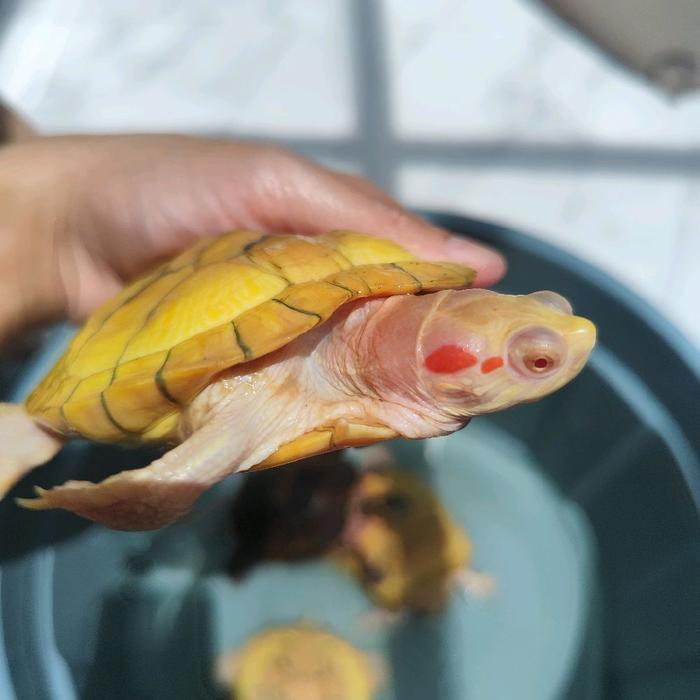 REDAY Terlaris Kura kura Brazil Res Albino / Kura Albino Promo Murah