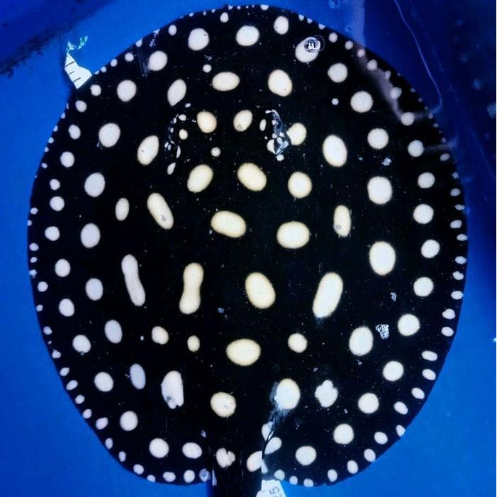 REDAY Terlaris IKAN PARI SWC FEMALE 29 CENTIMETER Promo Murah