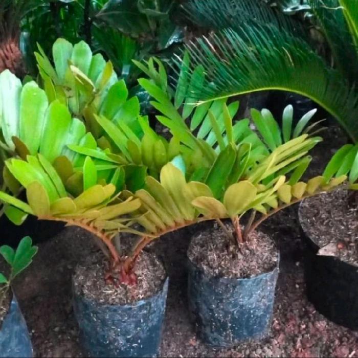 POHON ZAMIA SIKAS /TANAMAN HIAS POHON ZAMIA SIKAS