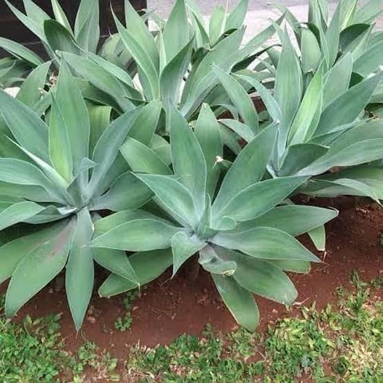 Tanaman Hias Agave Attenuata Siklok