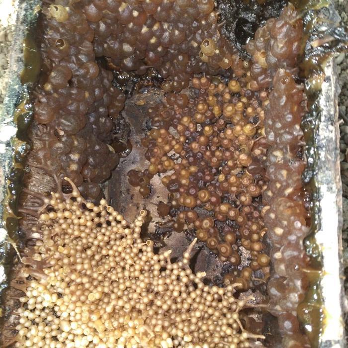 bibit lebah trigona clypearis ori bambu