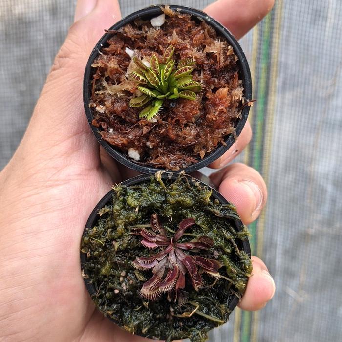 Promo  venus flytrap Akai Ryu dan Fused Tooth dapat 2 pot