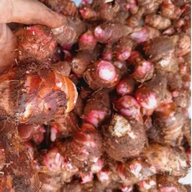TERLARIS UBI TALAS PLOCOT 1 KG/ ENTHIK /ENTHEK/UBI TALAS UNGU /TALAS TUBAN/ UBI TALAS TARO 1KG/TALAS