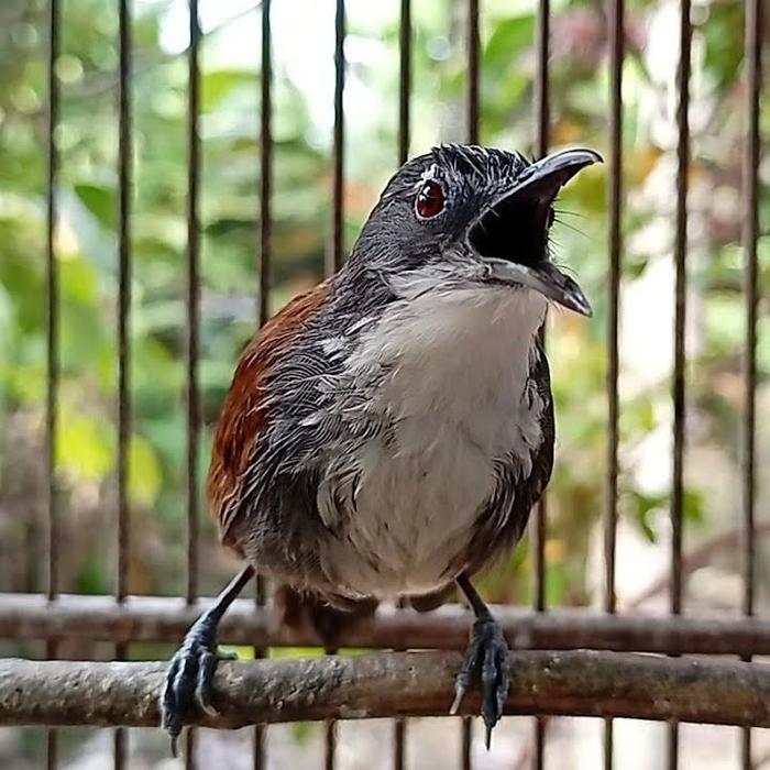 Terlariss Burung Masteran Suara Tembakan Sniper Handal Cocok Untuk Pertandingan Burung Suara Jernih