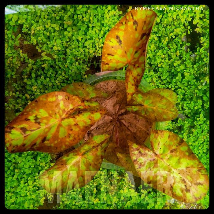 READY Nymphaea micrantha Gefleckt Tri colour lotus full air Tanaman aquascape Maenaer