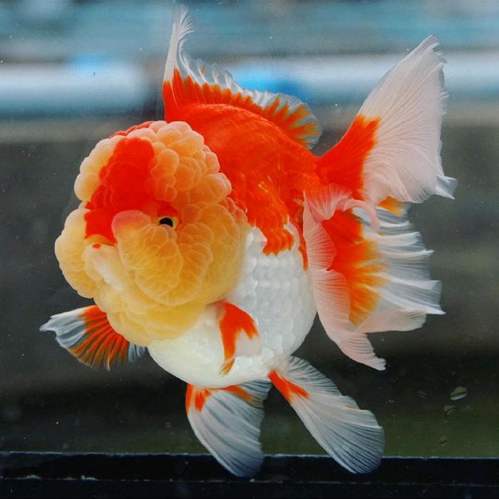 Oranda Red White Fancy Rosetail Ikan Mas Koki Oranda Rosetail Fancy Terbaru 