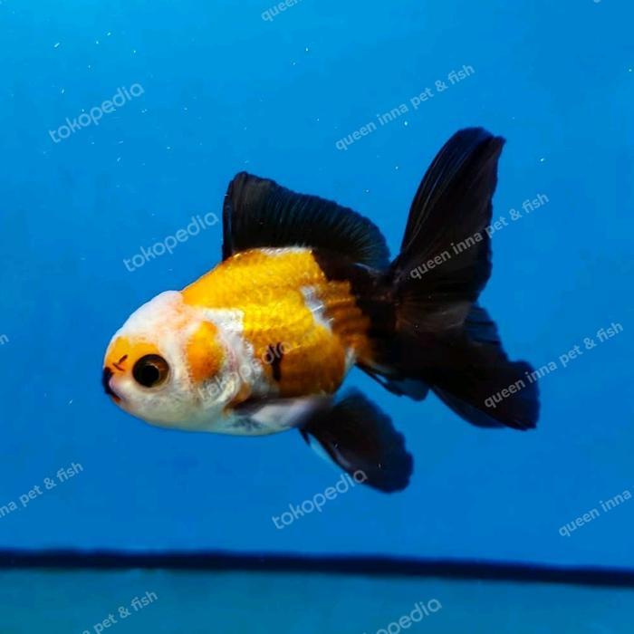 Goldfish Ikan Mas Koki Oranda 3 Warna Pancawarna Terbaru 