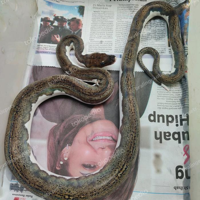 Ready Retic tiger pied CB 2021 akhir usia 2 tahun lebih