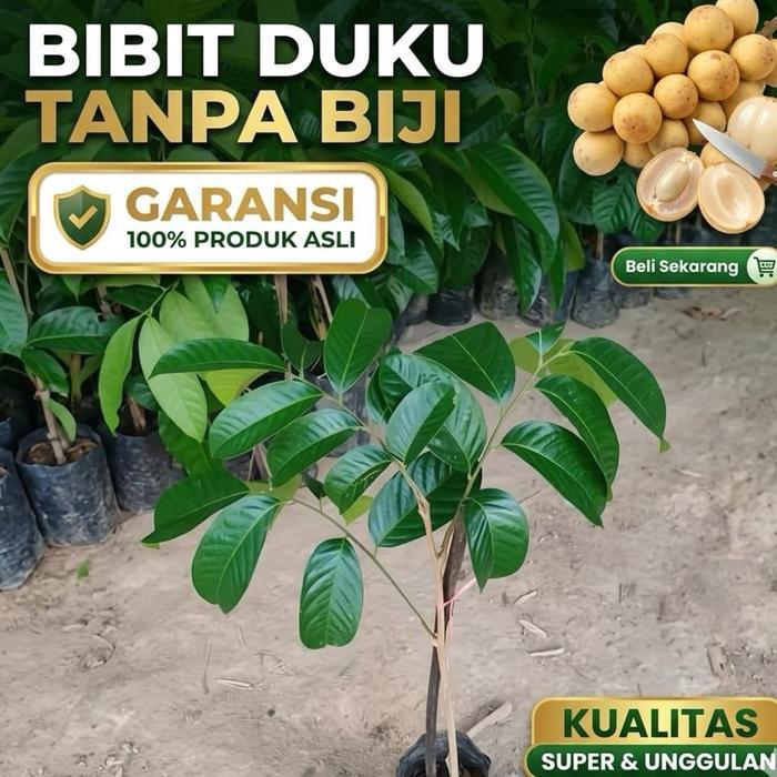 READY Bibit Duku Tanpa biji / duku malaysia