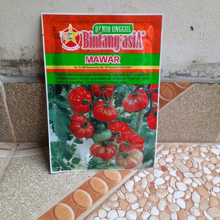 Benih Tomat Mawar 10 Gram Bibit Tomat Mawar Bintang