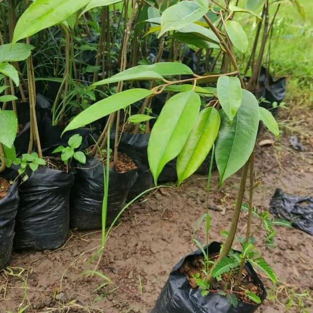 4bdw- Bibit Durian Gundul Asli