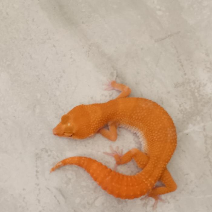 REDAY Terlaris Leopard Gecko Sunglow Carot Tail Promo Murah