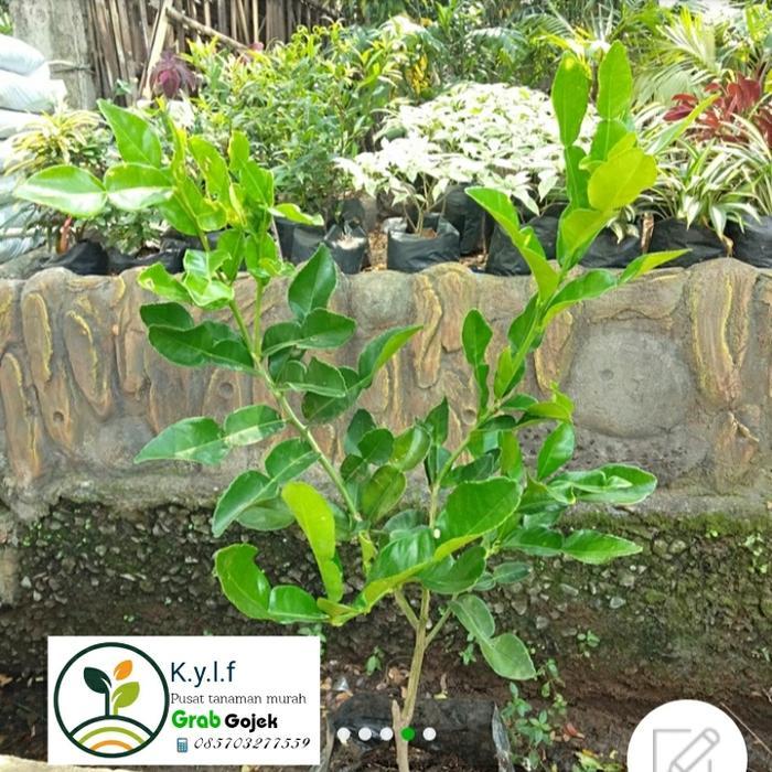 Banana Sport Bibit Buah Jerruk Purut Siap Tanam / Buah Jeruk/ Jeruk Purut Cangkok / Daun Jeruk Masak