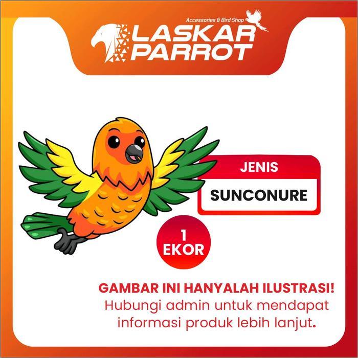 Sunconure jinak, Sunconure lucu, Sun Conure, Parrot Pintar,  Parrot Jinak, Laskar Parrot - Dewasa Hi
