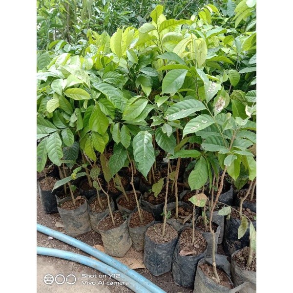 JUAL BIBIT DUKU TANPA BIJI CANGKOK SAMBUNG