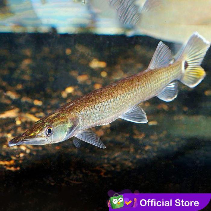 Hujeta Gar Rocket / Ikan Predator / Ikan Hias Aquascape