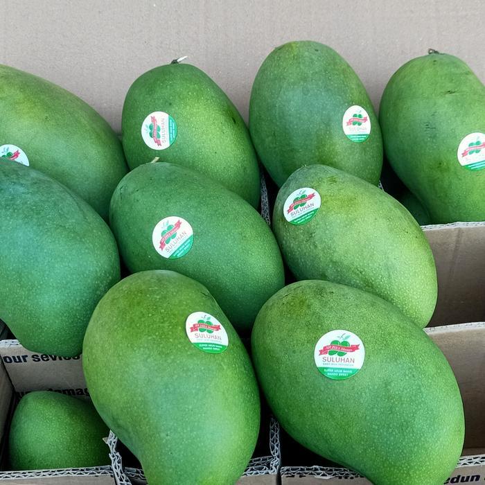mangga alpukat harumanis super (10kg)