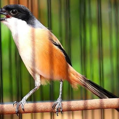 Terlariss burung pentet jatim bahan