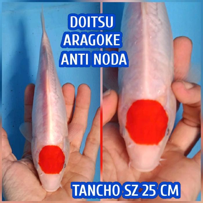 Koi Blitar Tancho Kohaku Ready Sanke Chagoi Jinak Goshiki Dll Terbaru 