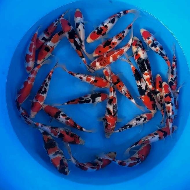 Koi Showa 20Cm Terbaru 