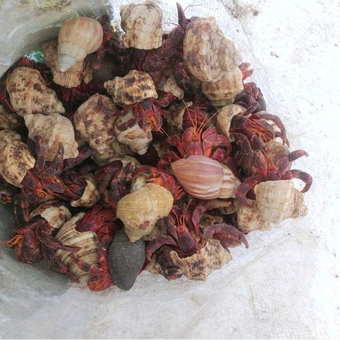 READY GE kelomang bakau kaki merah kelomang merah