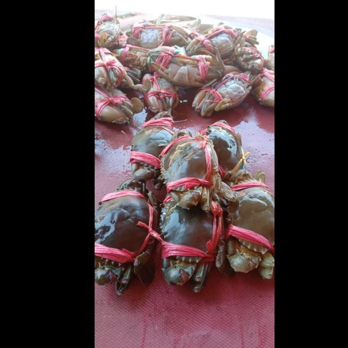 Baby Crab/Bayi Kepiting Hidup 1KG