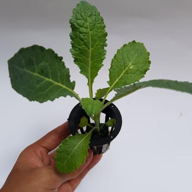 Bibit / benih kale nero bibit sayuran ekonomis Terlaris