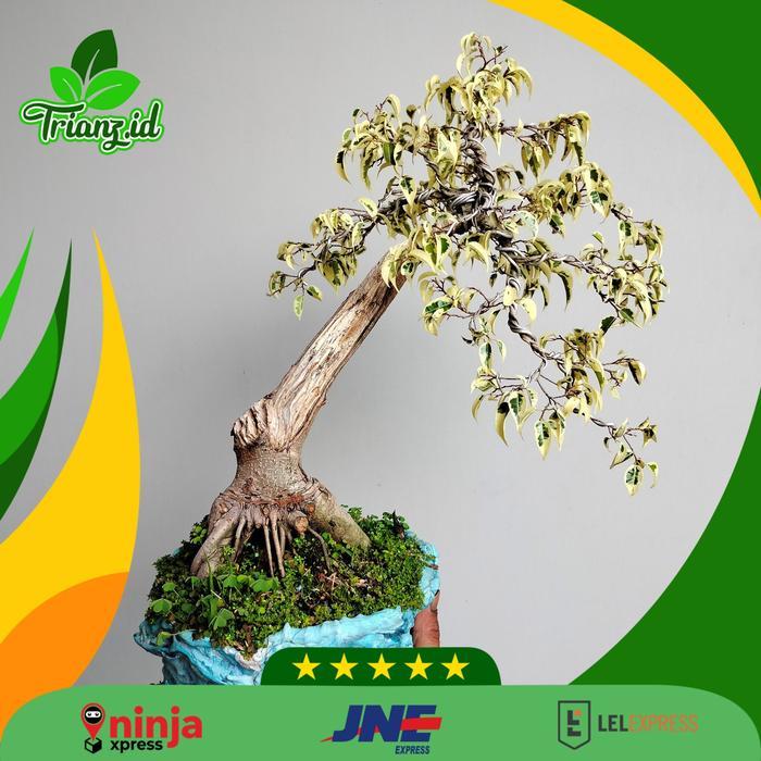 Bonsai tanaman beringin putih