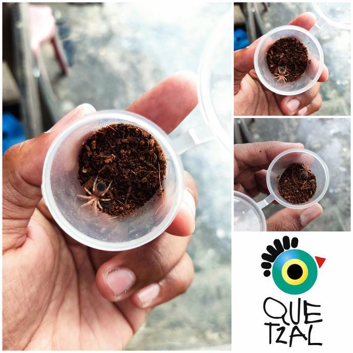 READY STOCK Brachypelma Boehmei Sling Mexican Fireleg Tarantula
