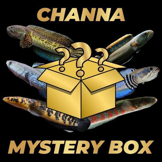 REDAY Terlaris MISTERY BOX CHANNA Promo Murah