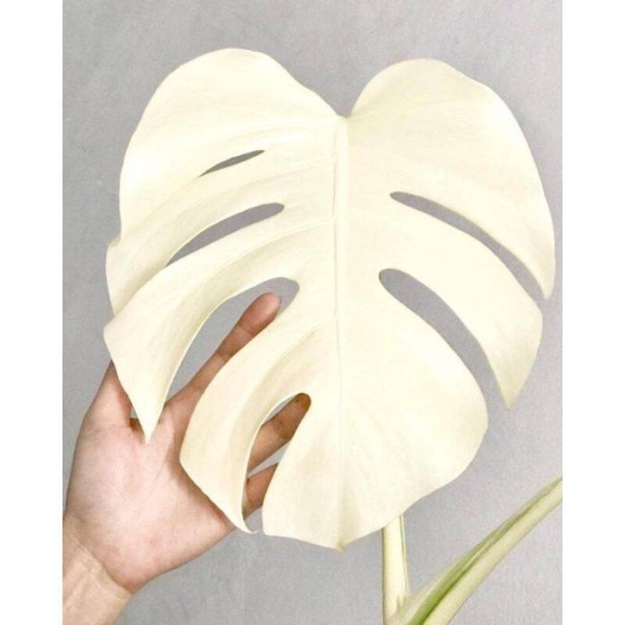 Terbaru Bonggol Monstera Marmorata Variegata Albino