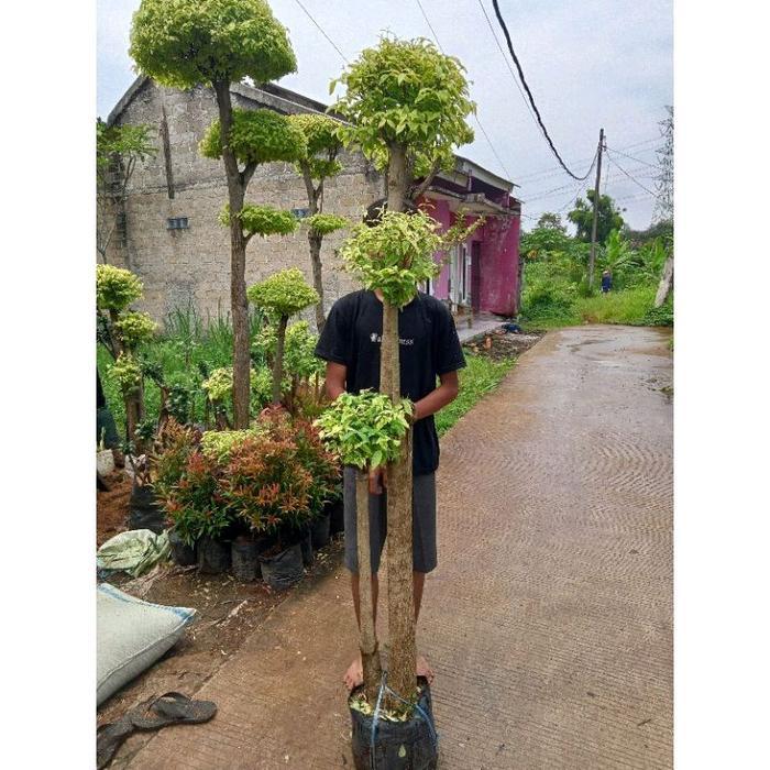 TANAMAN POHON BONSAI ANTING PUTRI /POHON BONSAI ANTING PUTRI