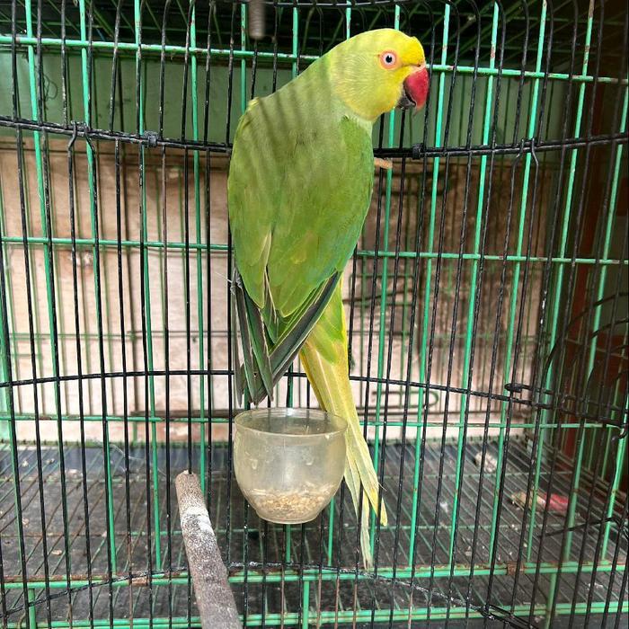 Indian Ringneck Green Clear Tail