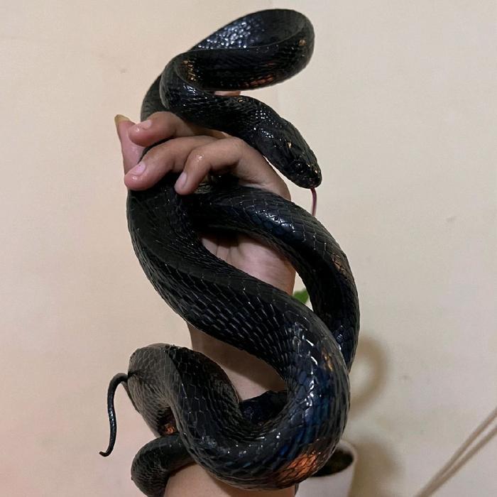 Ready BLACK BOIGA/BOIGA DENDROPHILLA GEMMICINCTA