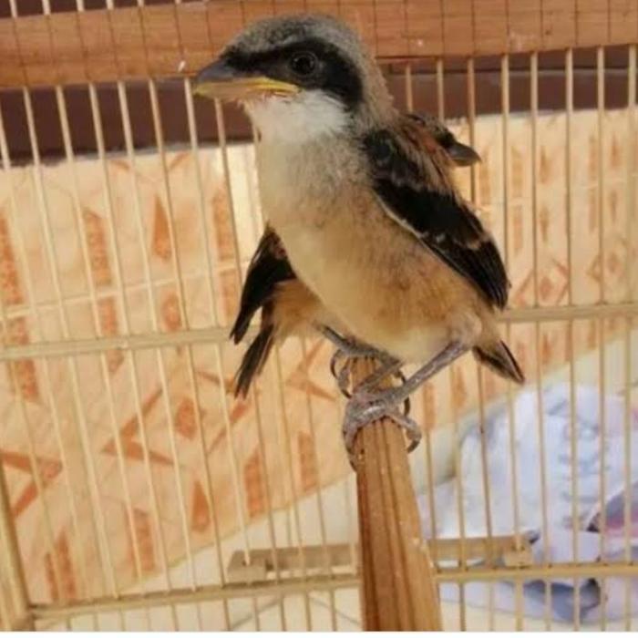 Pentet Jatim Anakan Lolohan Burung Kicau