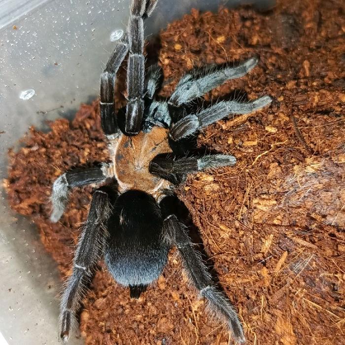Ready BS orphnaecus dichromatus tarantula