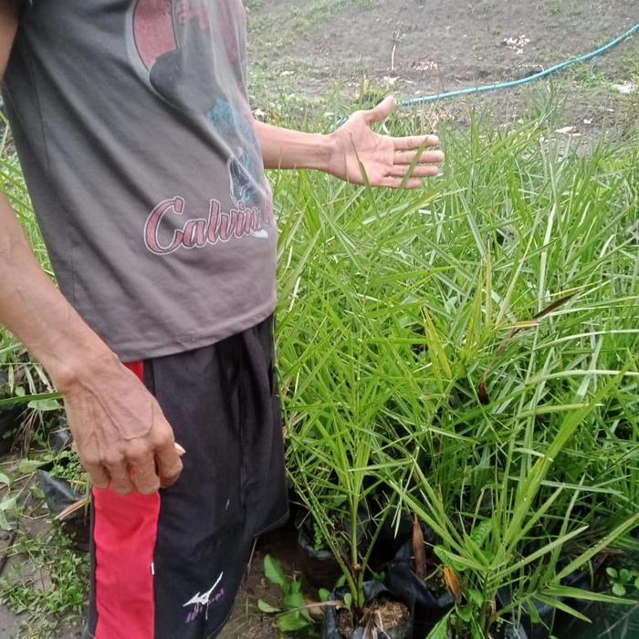 Bibit buah kurma ajwa